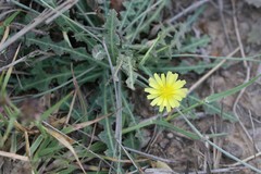 Launaea nudicaulis